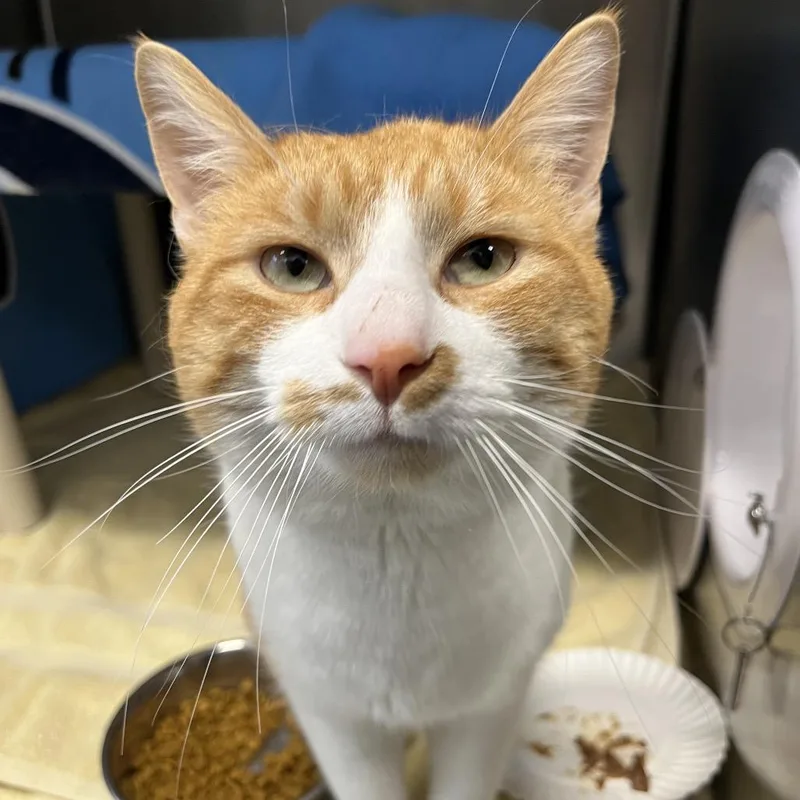 Kendrick Lapurrr thumbnail 5