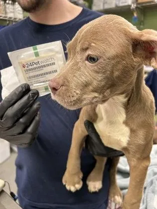 A baby medium-sized female Pit Bull Terrier dog named Torvi for adoption in New Orleans, LA