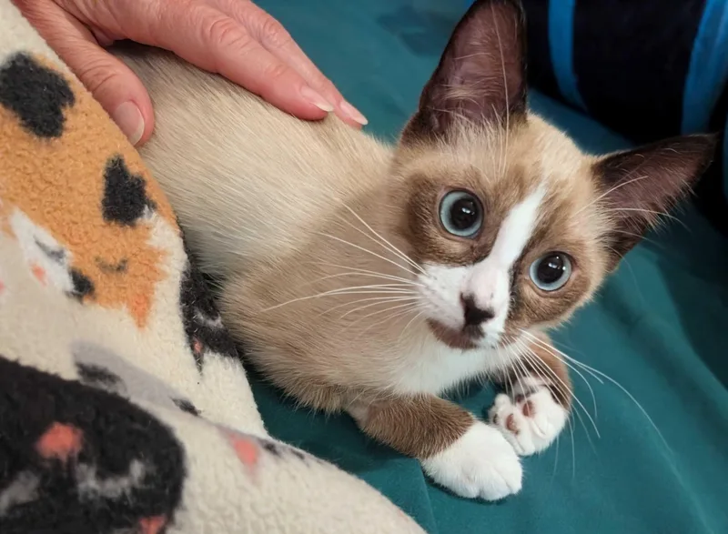 A baby medium-sized female Seal Point Domestic Short Hair cat named Rosemary and Cilantro for adoption in Seattle, WA