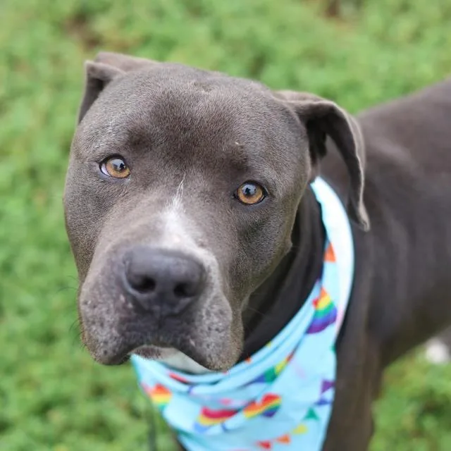 An adult medium-sized male American Staffordshire Terrier dog named Vergil for adoption in San Antonio, TX