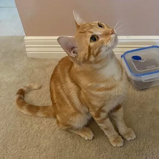 Brody Boo Bear thumbnail 2