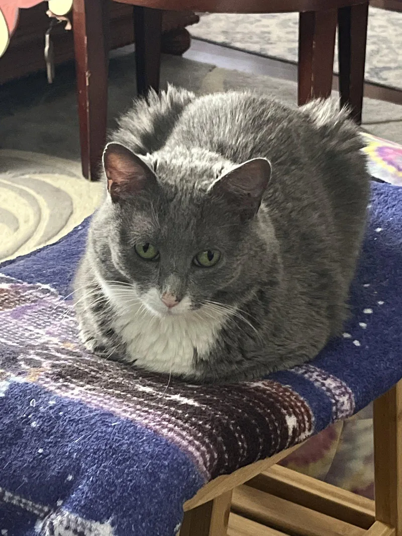 An adult medium-sized female Gray & White Domestic Short Hair cat named Hope for adoption in Allentown, PA