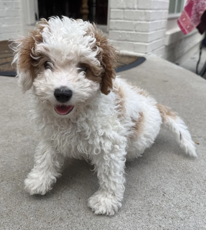 Wilbur