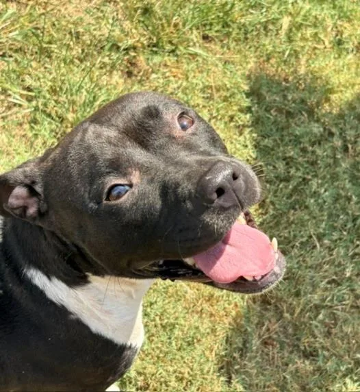 An adult medium-sized female Pit Bull Terrier dog named Freya for adoption in Tulsa, OK