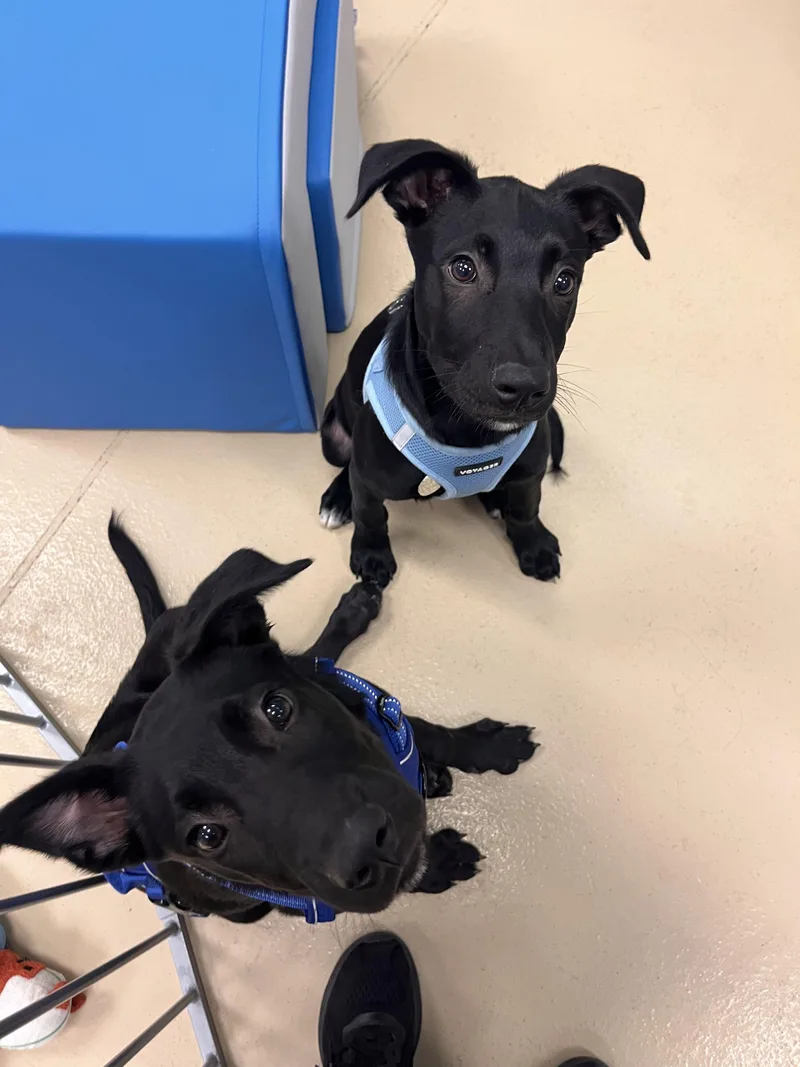 A baby medium-sized male Black German Shepherd Dog dog named Oliver for adoption in Oceanport, NJ