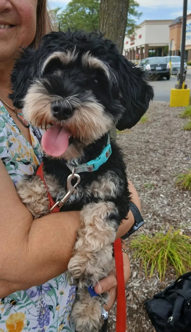 A young small-sized female Poodle dog named LaLa for adoption in Crystal Lake, IL