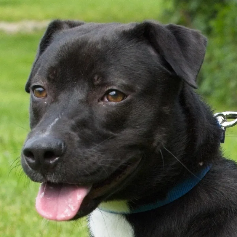 A young medium-sized female Black Labrador Retriever dog named Prancer for adoption in South Elgin, IL