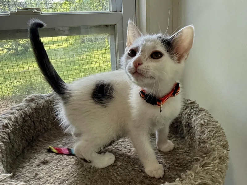 A baby medium-sized male Gray & White Domestic Short Hair cat named Mike for adoption in Ashland, OH