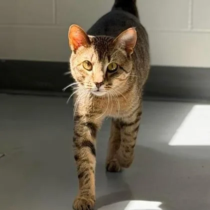 An adult medium-sized male Tabby (Brown / Chocolate) Domestic Short Hair cat named Goose for adoption in Rochester, MN
