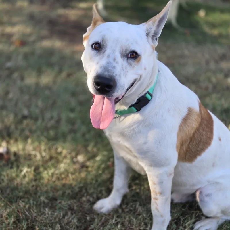A young large-sized male Tricolor (Brown, Black, & White) Mixed Breed dog named Duke for adoption in Mansfield, TX