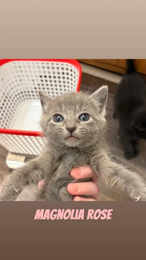 A baby medium-sized female Domestic Short Hair cat named Magnolia Rose for adoption in Johnson City, TN