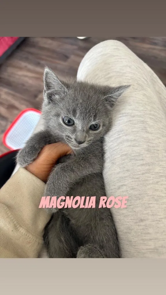 Magnolia Rose thumbnail 3