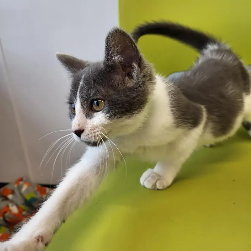 A baby small-sized female Domestic Short Hair cat named Cleo for adoption in Fort Wayne, IN