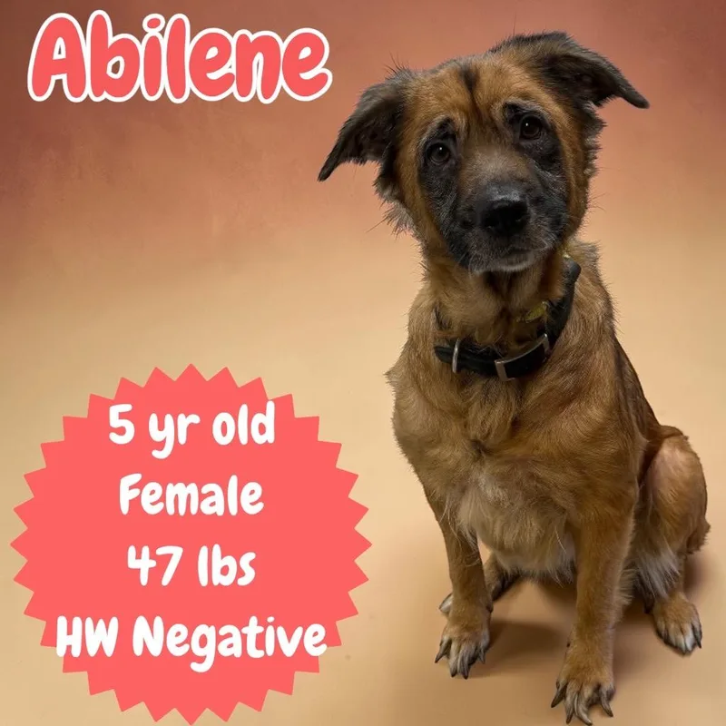 Abilene thumbnail 3
