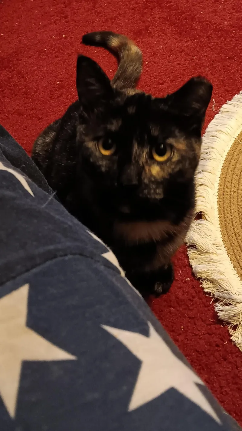 Moosetrack thumbnail 2