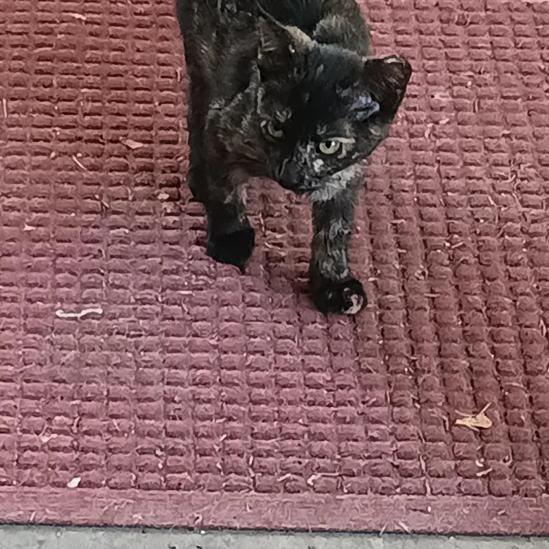 Moosetrack thumbnail 3