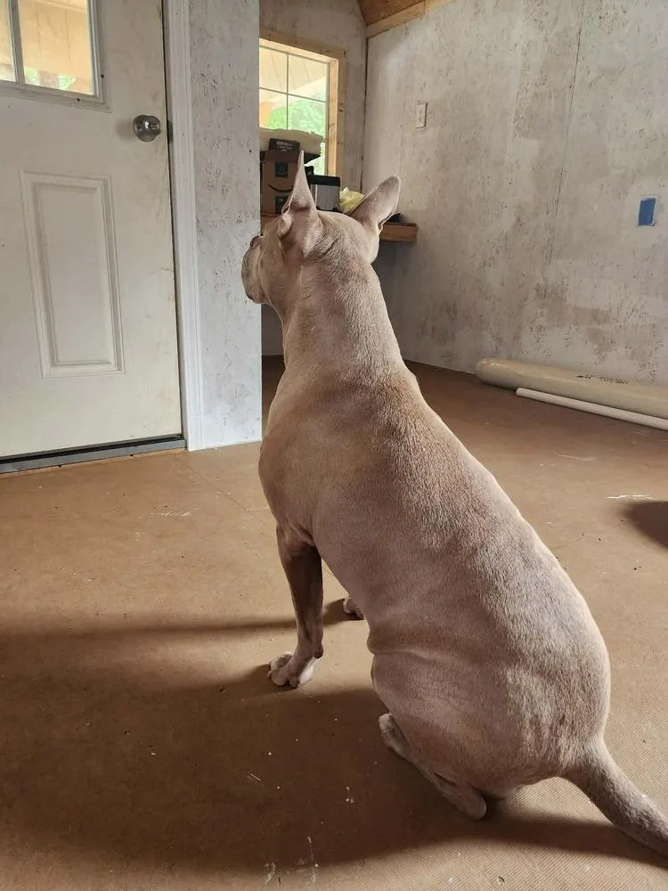 An adult large-sized female White / Cream Bull Terrier dog named Gizzy for adoption in Troy, AL