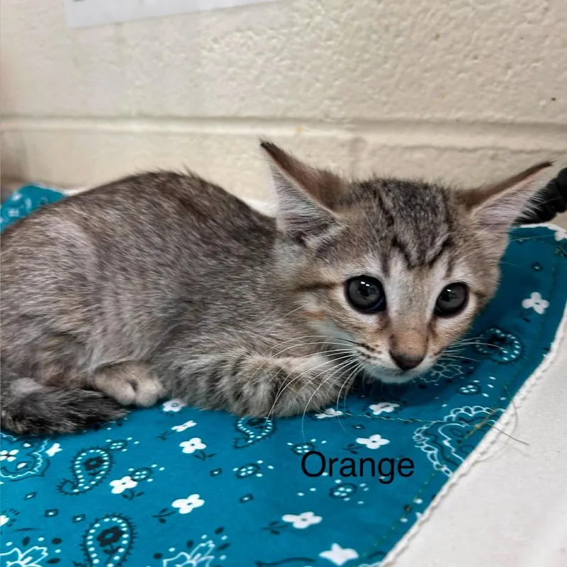 A baby small-sized male Brown / Chocolate Domestic Short Hair cat named Sunset for adoption in Bastrop, TX
