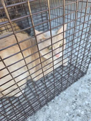 An adult medium-sized male Domestic Short Hair cat named 2 for adoption in Houston, TX