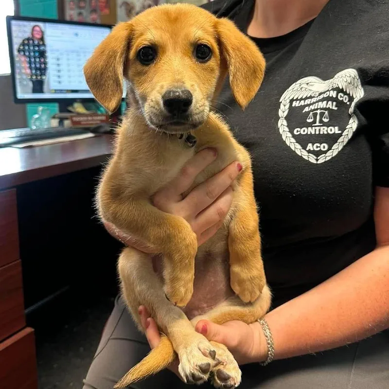 A baby small-sized female Yellow / Tan / Blond / Fawn German Shepherd Dog dog named Coconut for adoption in Shinnston, WV