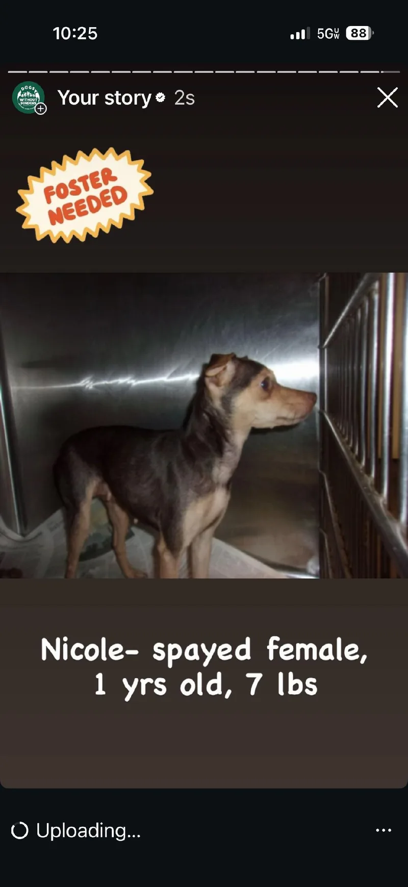 A young small-sized female Chihuahua dog named Nicole for adoption in Los Angeles, CA