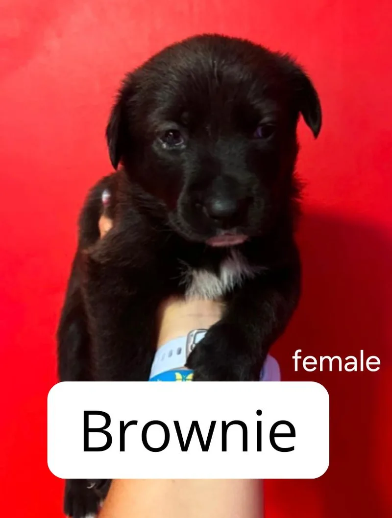 A baby medium-sized female Australian Cattle Dog / Blue Heeler dog named Brownie for adoption in Lake Elsinore, CA