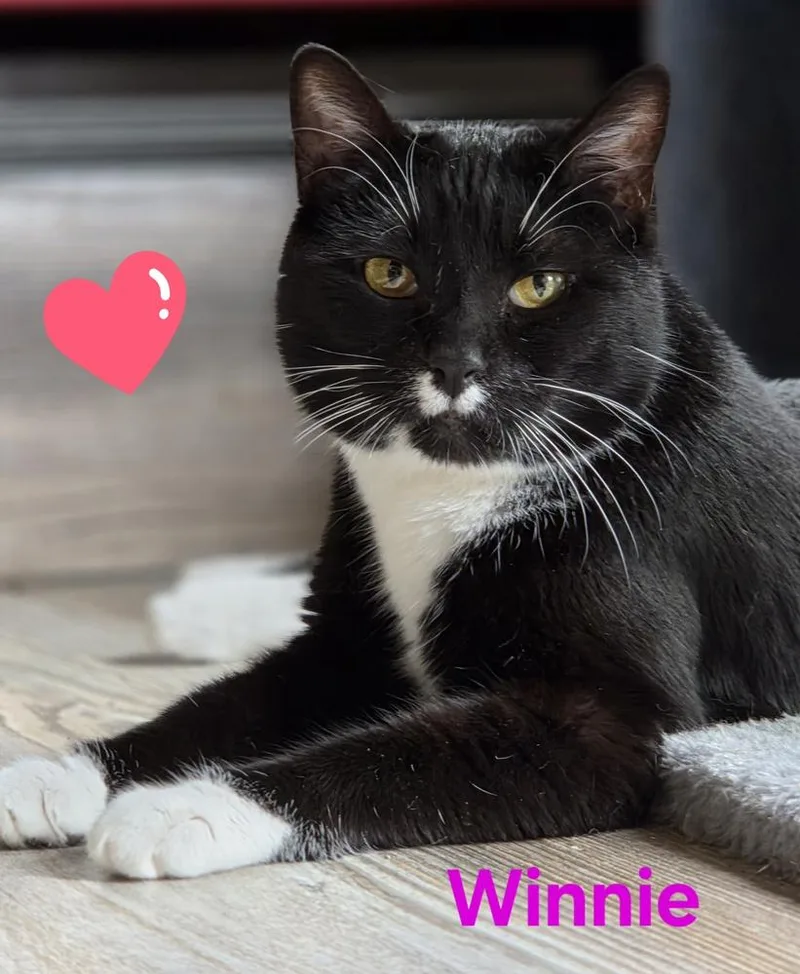 An adult medium-sized female Domestic Short Hair cat named Winnie for adoption in Dallas, TX