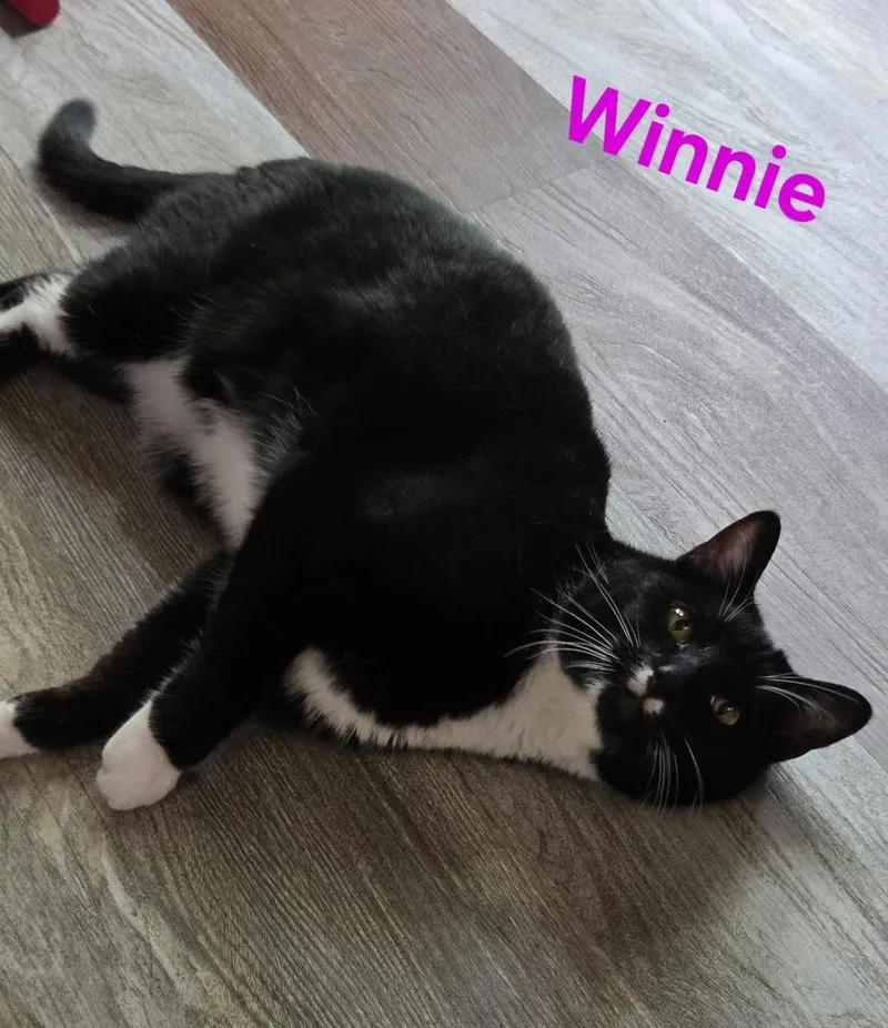 Winnie thumbnail 6