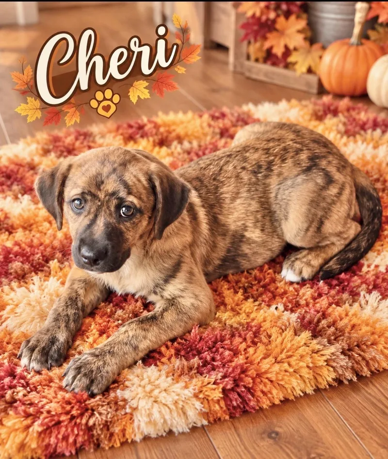 A baby medium-sized female Catahoula Leopard Dog named Cheri for adoption in Manchester, CT