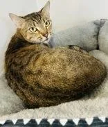 An adult medium-sized female Tabby (Brown / Chocolate) Domestic Short Hair cat named Purrrty for adoption in Cibolo, TX