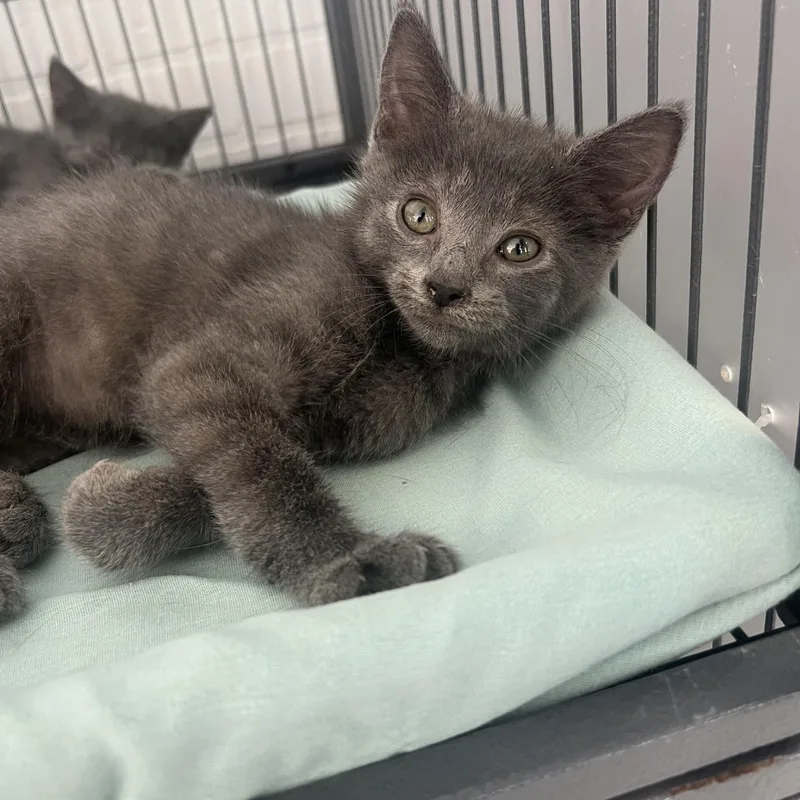A baby small-sized female Domestic Short Hair cat named Umbie for adoption in Altoona, PA