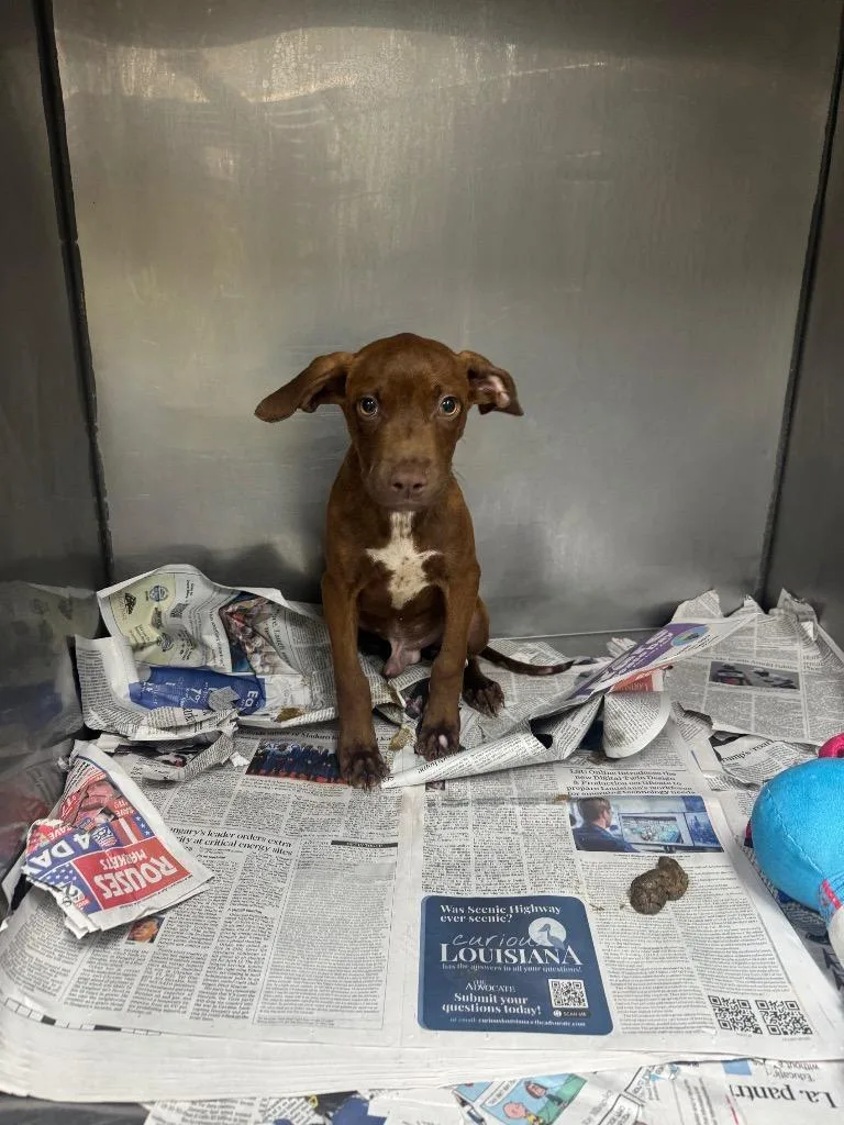 A baby medium-sized male Mountain Cur dog named Lipton for adoption in Sorrento, LA