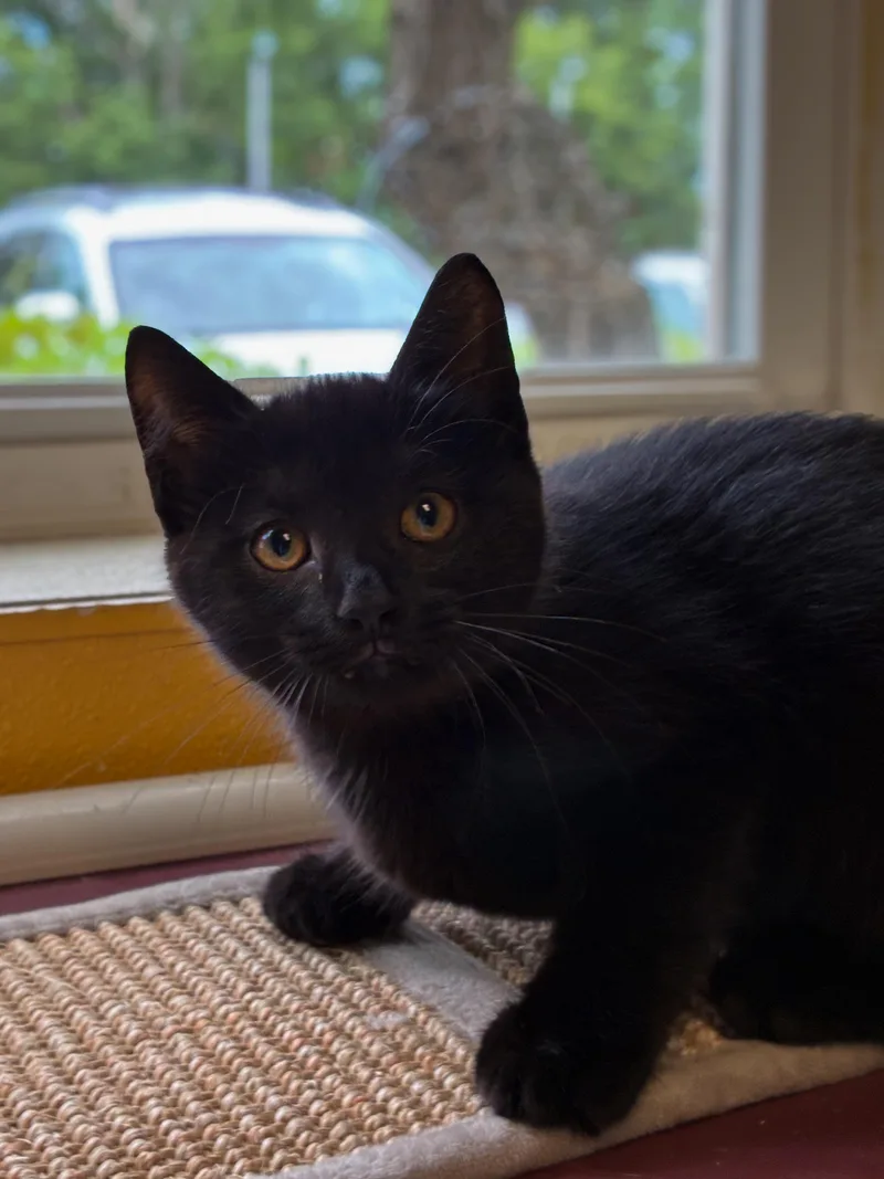 A young medium-sized female Black Domestic Short Hair cat named Fatima for adoption in Norwich, NY