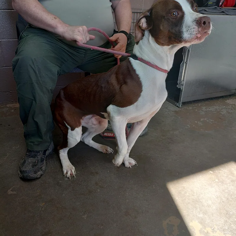 A young medium-sized male Brown / Chocolate American Staffordshire Terrier dog named 26-034 for adoption in Carrollton, OH