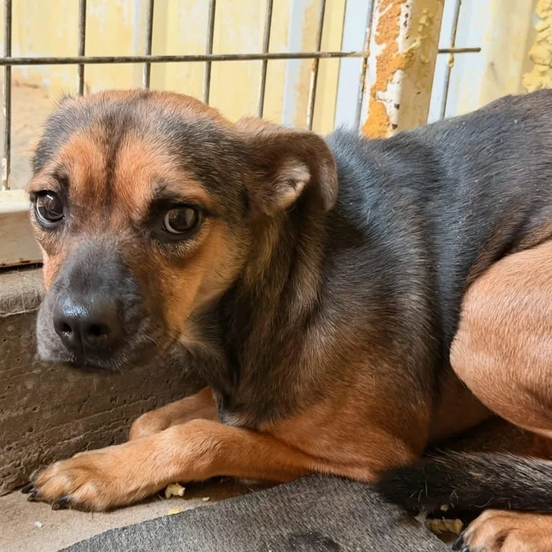 A young medium-sized female Australian Shepherd dog named Maggie for adoption in Dripping Springs, TX