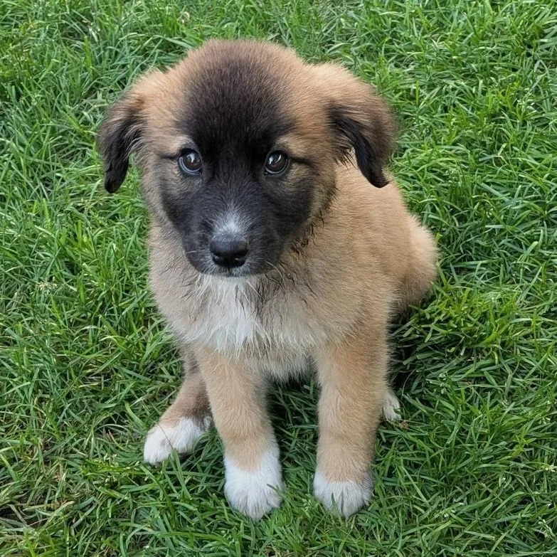 A baby medium-sized female Shepherd dog named Emma for adoption in Toledo, OH