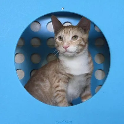 A baby small-sized male Domestic Short Hair cat named Grog for adoption in Honolulu, HI