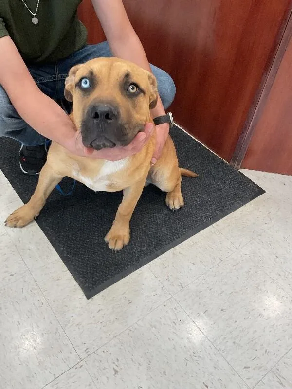An adult medium-sized male Yellow / Tan / Blond / Fawn Mixed Breed dog named Joker for adoption in Hobbs, NM
