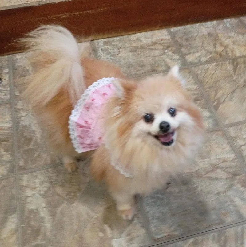 A senior small-sized female Pomeranian dog named Lady for adoption in Severn, MD