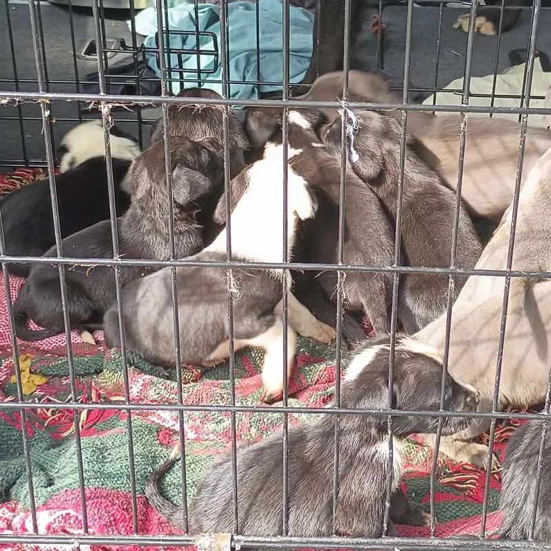 A baby medium-sized female Pit Bull Terrier dog named Mela for adoption in Lima, OH