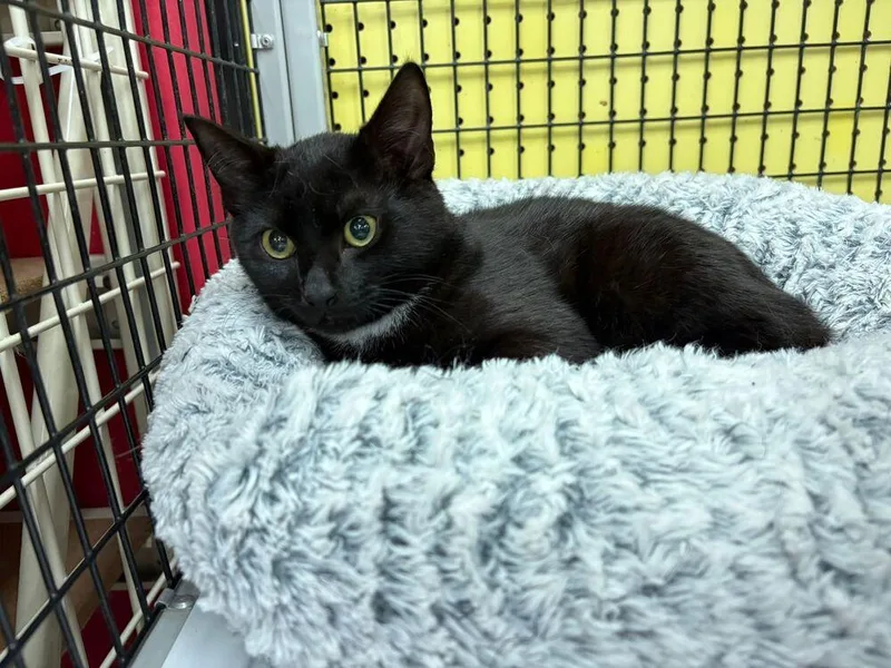 A baby small-sized female Black & White / Tuxedo Domestic Short Hair cat named Sydney for adoption in Orlando, FL