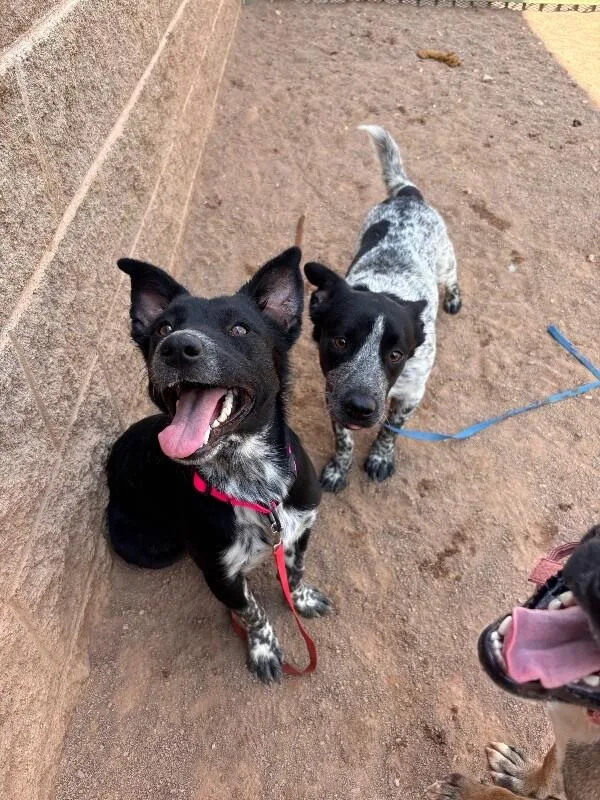 An adult medium-sized female Black Mixed Breed dog named Calie for adoption in Hobbs, NM