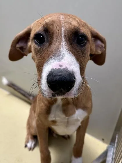 A baby large-sized male Yellow / Tan / Blond / Fawn Mixed Breed dog named Dr. Jonathan Jacobo for adoption in Wichita, KS