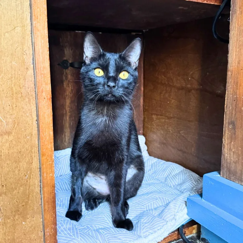 Obsidian thumbnail 3