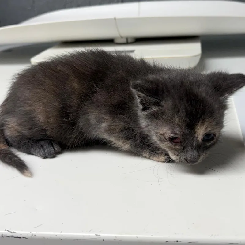 A baby small-sized female Tortoiseshell Domestic Short Hair cat named Guava for adoption in Houston, TX