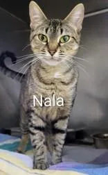 An adult medium-sized female Brown / Chocolate Domestic Short Hair cat named Nala for adoption in Moline, IL