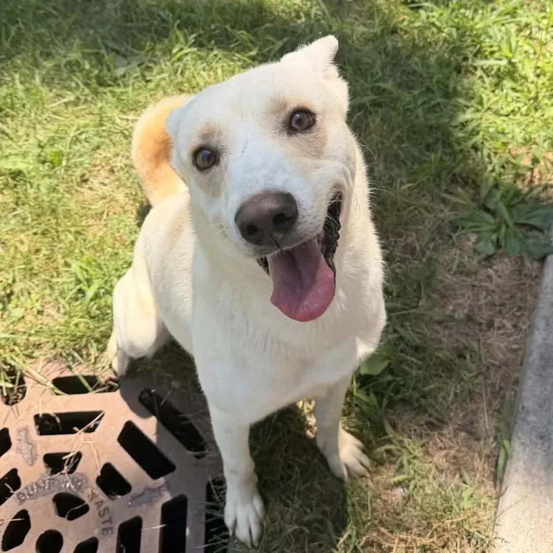 An adult medium-sized male White / Cream Husky dog named Togo for adoption in Valparaiso, IN