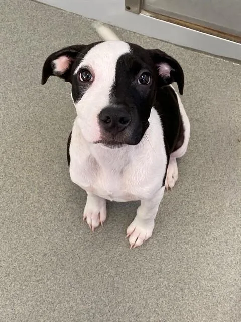 A baby small-sized male Pit Bull Terrier dog named Tux for adoption in Fayetteville, NC