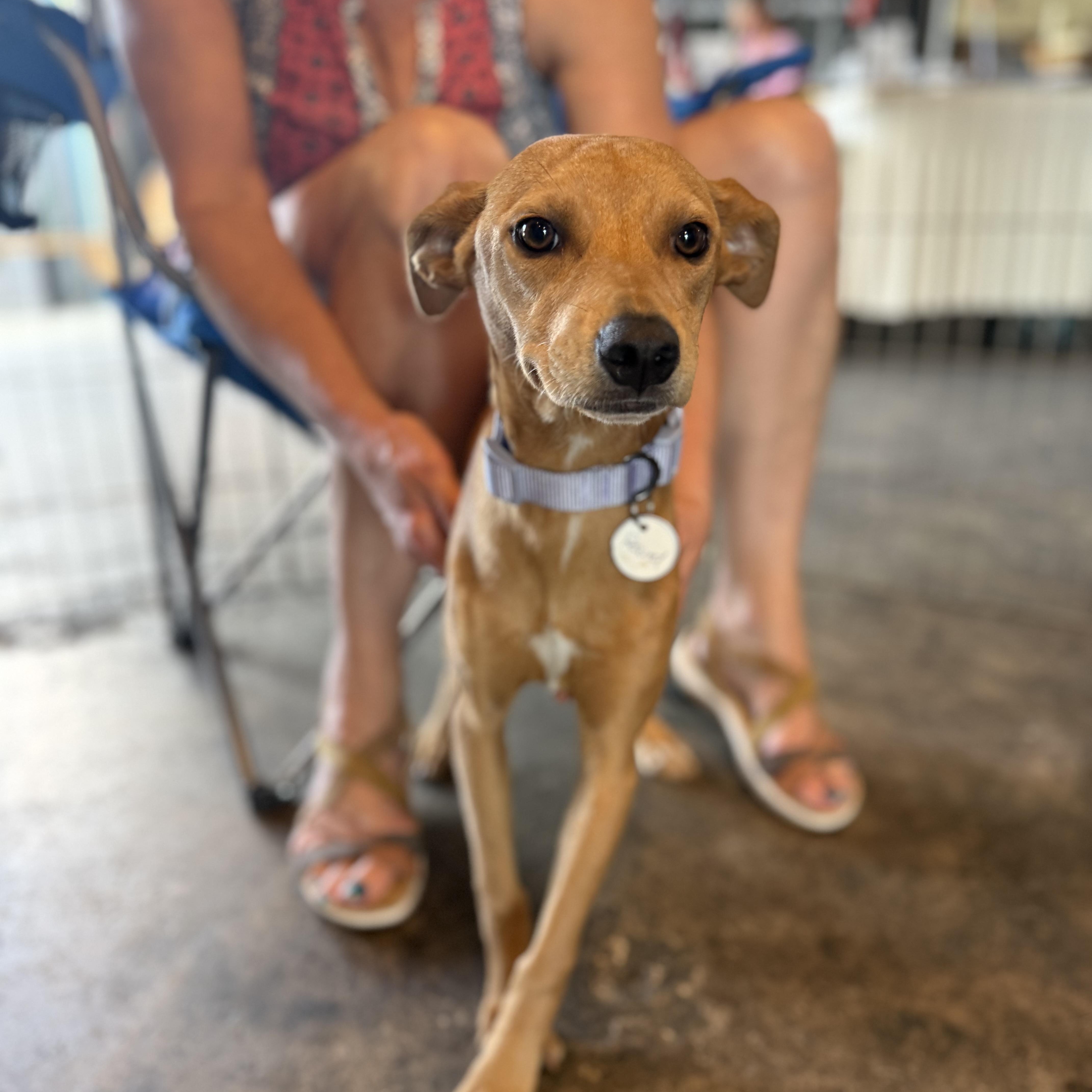 A baby medium-sized female Chihuahua dog named Willow for adoption in San Diego, CA