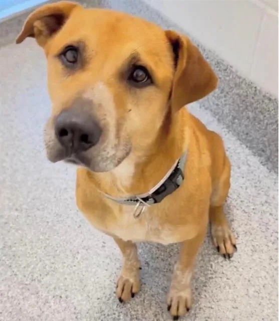 An adult medium-sized male German Shepherd Dog dog named Poppa for adoption in Houston, TX